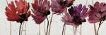 Blushing Blooms by Natasha Barnes
