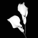 Calla Portrait I by Jeff Maihara