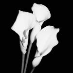Calla Portrait II by Jeff Maihara