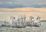 Camargue Horses - France by Xavier Ortega