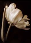 Champagne Tulip I by Charles Britt