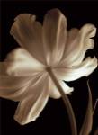 Champagne Tulip II by Charles Britt