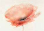 Chiffon Poppy by J.P. Prior