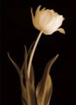 Classic Beauty by Charles Britt