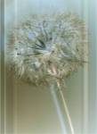 Flaura I by W. Blake