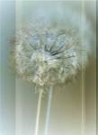 Flaura II by W. Blake