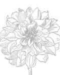 Florette III by Sabine Berg