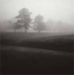 Fog Tree Study II by Jamie Cook