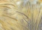 Foxtail by Frank Assaf