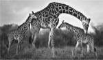 Giraffe Family by Xavier Ortega