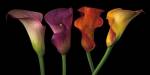 Jewel Calla Lilies by Assaf Frank