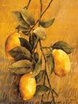 Lemon Branch by Linda Thompson