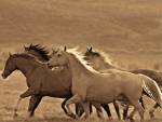 Like the Wind II by Wendy Caro