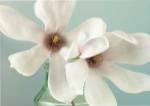 Magnolias by Assaf Frank