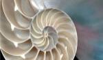 Nautilus by Andrew Levine
