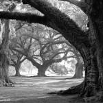 Oak Alley, West Row by William Guion