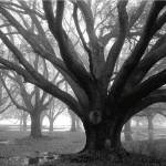 Oak Grove, Winter by William Guion