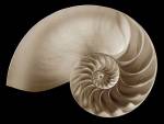 Ocean Keepsake II by Charles Britt