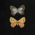 Pair of Butterflies on Black by Joanna Charlotte