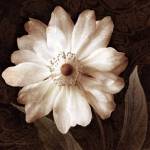 Paisley Blossom II by Keith Mallett