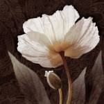 Paisley Poppy I by Keith Mallett