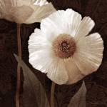Paisley Poppy II by Keith Mallett