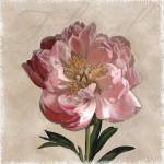 Peony I by Janel Pahl