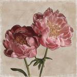 Peony II by Janel Pahl