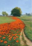 Poppy Field by Julie Peterson