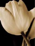 Radiance I by Cinzia Ryan