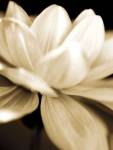 Radiance II by Cinzia Ryan