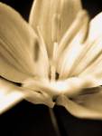 Radiance III by Cinzia Ryan