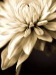 Radiance IV by Cinzia Ryan