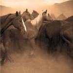 Remuda, Spanish Ranch by Adam Jahiel