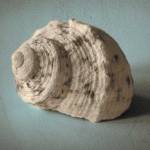 Seashell Study I by Heather Jacks