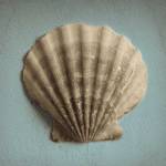 Seashell Study II by Heather Jacks