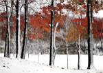 SnowFall by Burney Lieberman