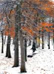 SnowFall II by Burney Lieberman