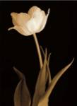 Splendid Beauty by Charles Britt
