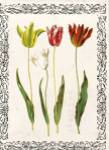 Spring Blooms I by Sabine Berg
