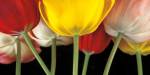 Sunshine Tulips by Assaf Frank