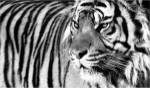 Tiger Eyes by Xavier Ortega