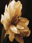 Timeless Grace I by Charles Britt