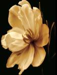 Timeless Grace III by Charles Britt