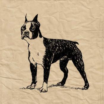 Boston Terrier