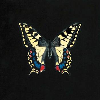 Butterfly on Black