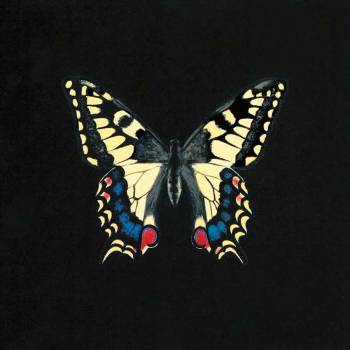 Butterfly on Black