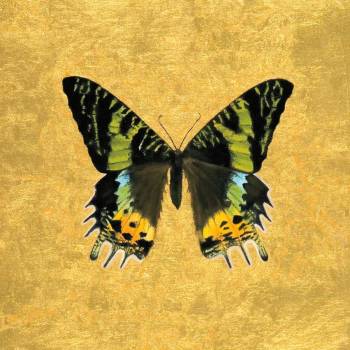 Butterfly on Gold