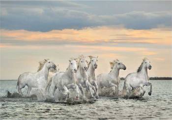 Camargue Horses - France