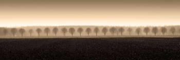 Dappled Morning Fields